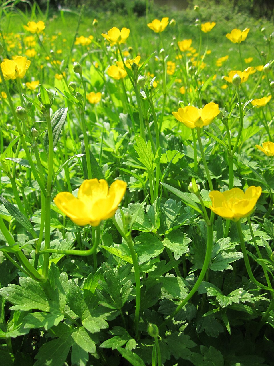 Ranunculus repens (creeping buttercup)