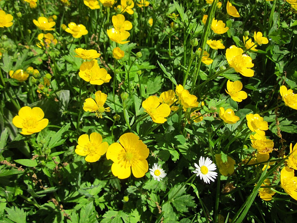 Ranunculus repens (creeping buttercup)