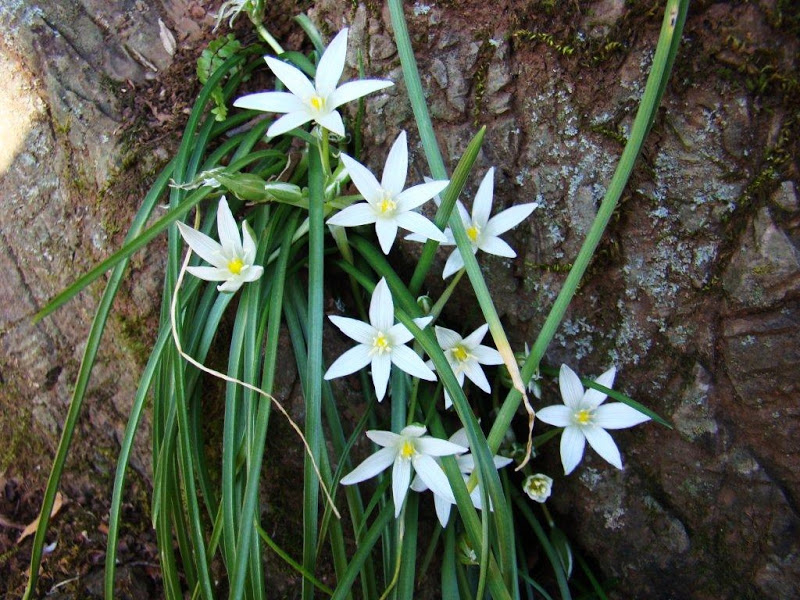Zephyranthes candida, White rain lily — clumping semi-evergreen (Amaryllidaceae) (image 7 of 10)