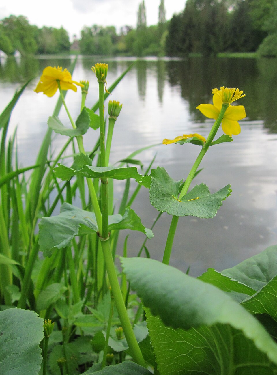 Caltha palustris (marsh marigold)