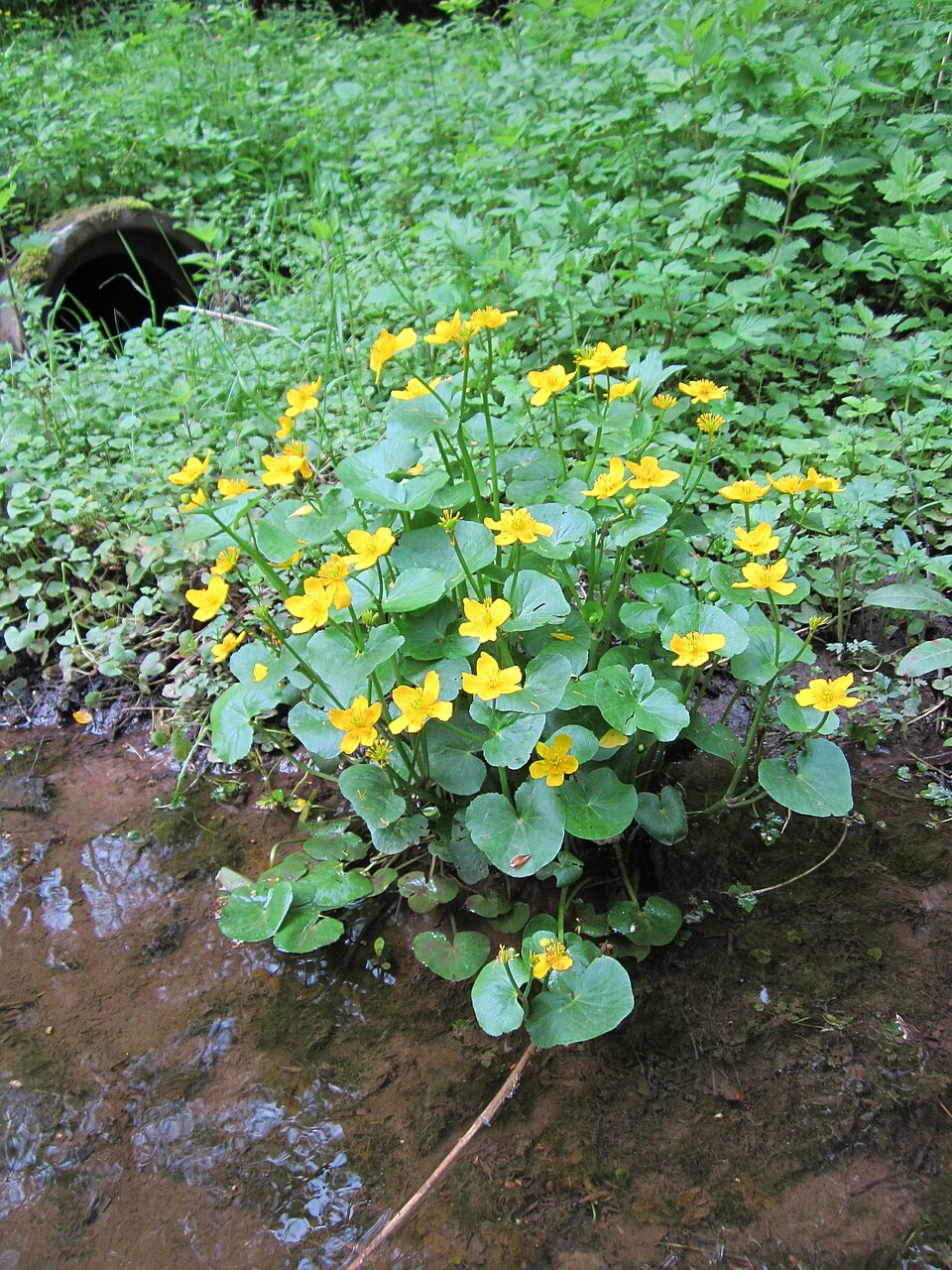 Caltha palustris (marsh marigold)