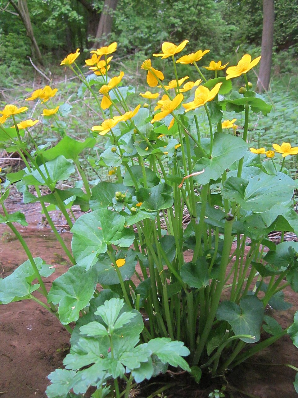Caltha palustris (marsh marigold)