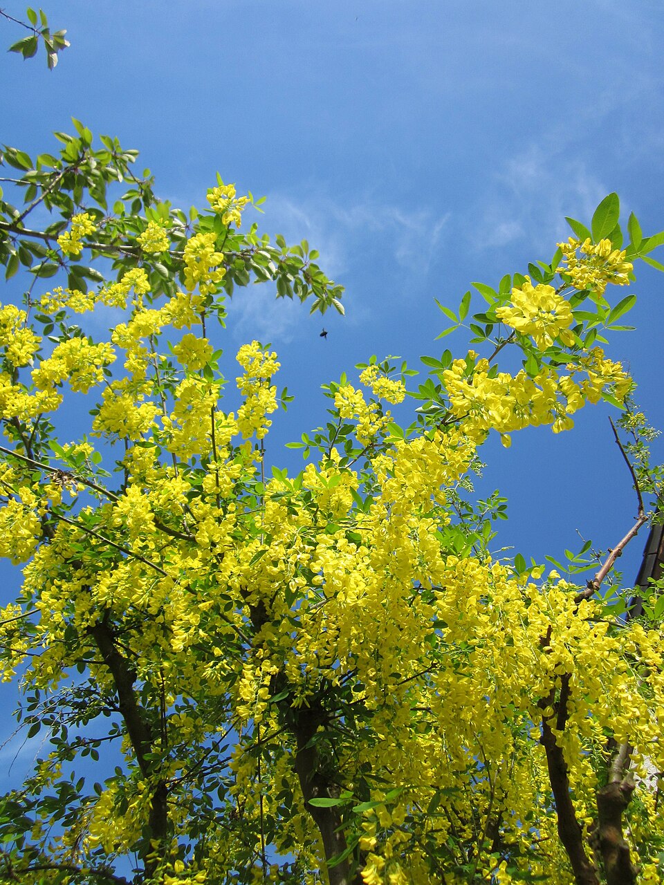 Laburnum anagyroides (golden chain tree) (alternate view 10)
