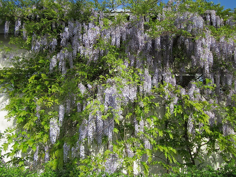 Wisteria floribunda (Japanese wisteria) (alternate view 7)