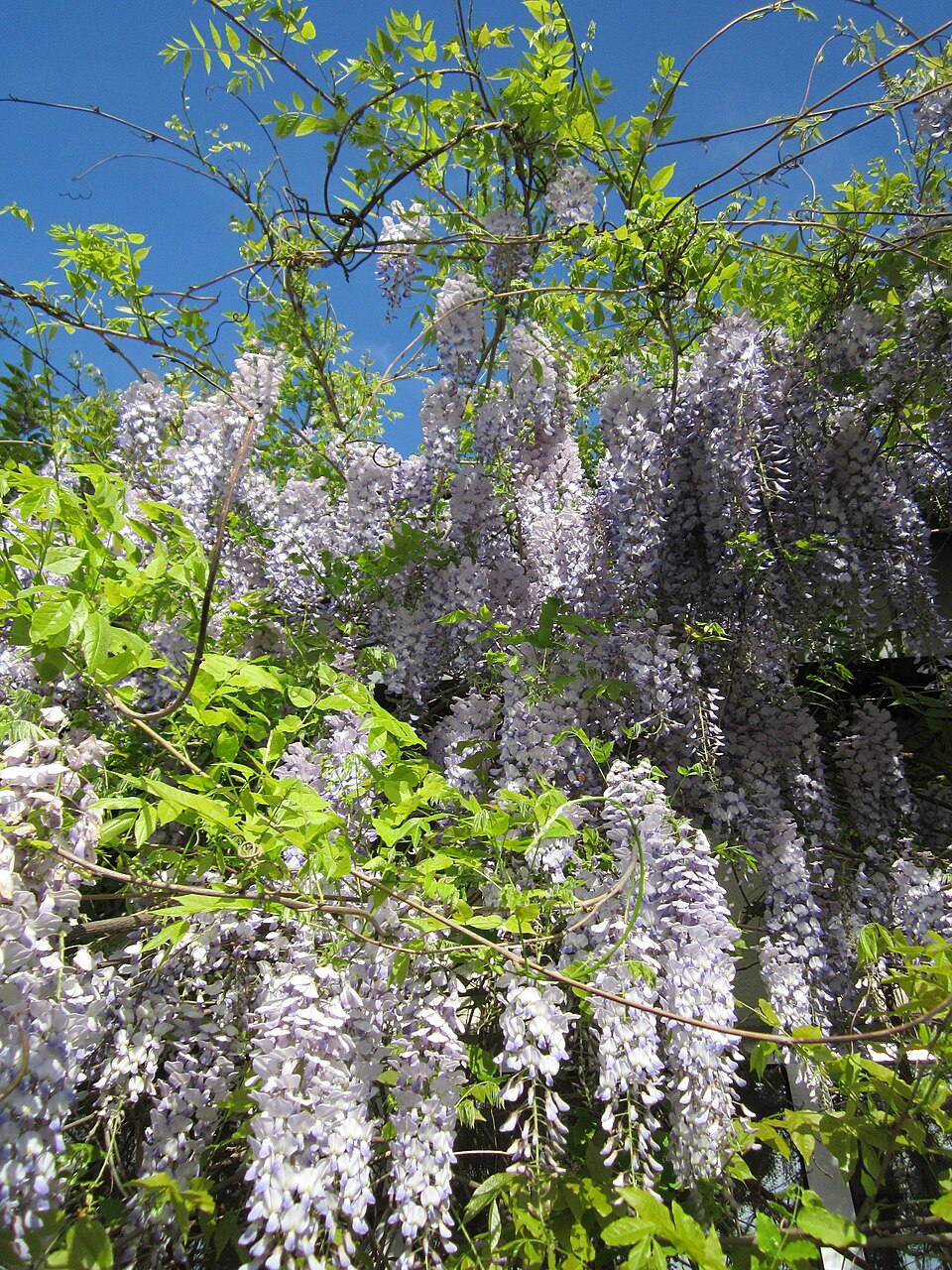 Wisteria floribunda (Japanese wisteria) (alternate view 8)