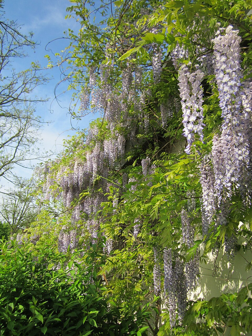 Wisteria floribunda (Japanese wisteria) (alternate view 9)