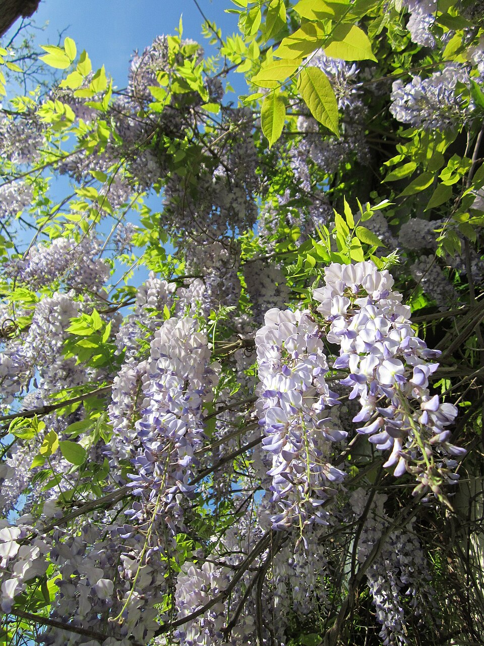 Wisteria floribunda (Japanese wisteria) (alternate view 10)