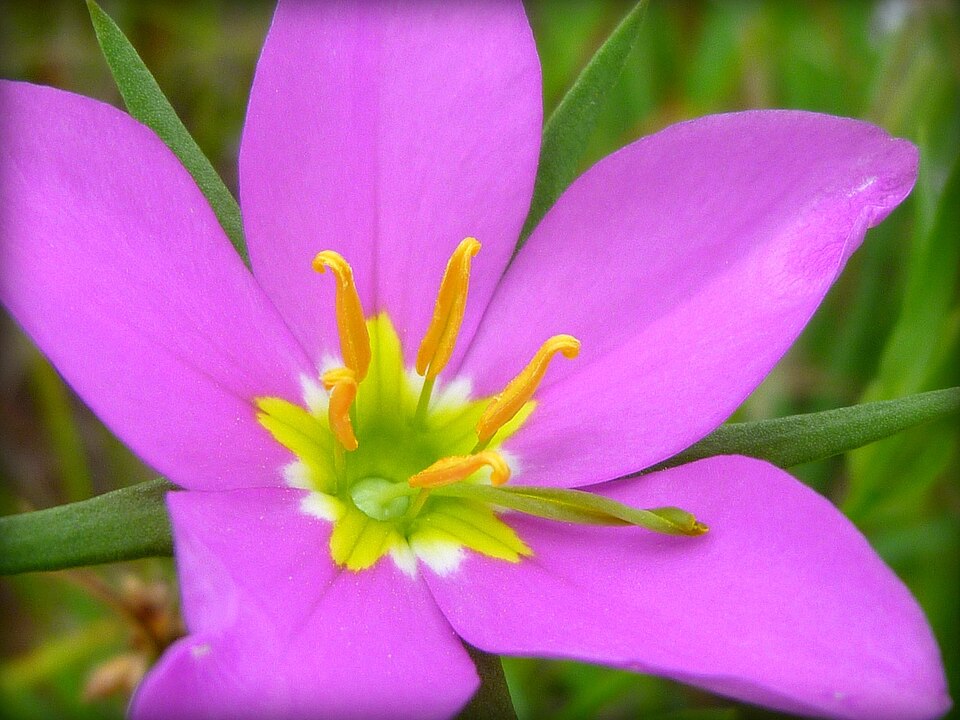 Zeltnera venusta (California Centaury) (alternate view 8)