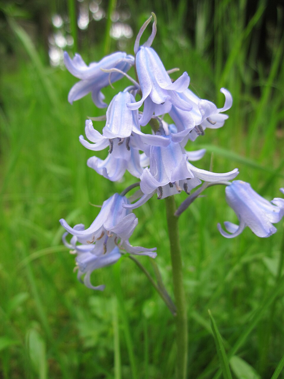 Hyacinthoides × massartiana (Hybrid bluebell) (alternate view 7)