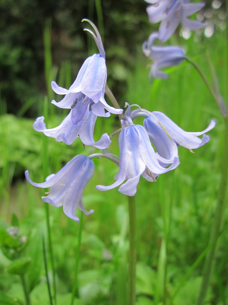 Hyacinthoides × massartiana (Hybrid bluebell) (alternate view 8)