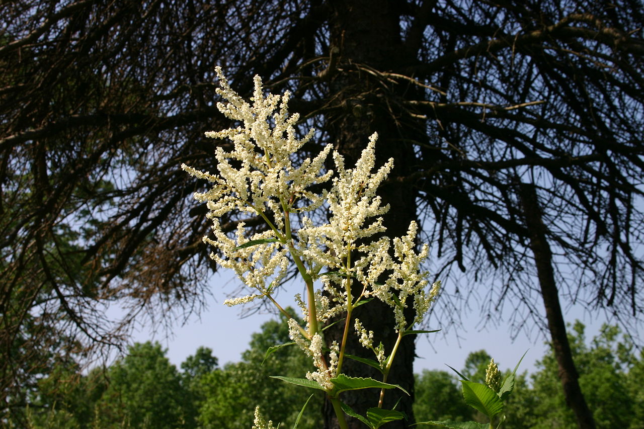 Persicaria polymorpha (Giant Fleece Flower)