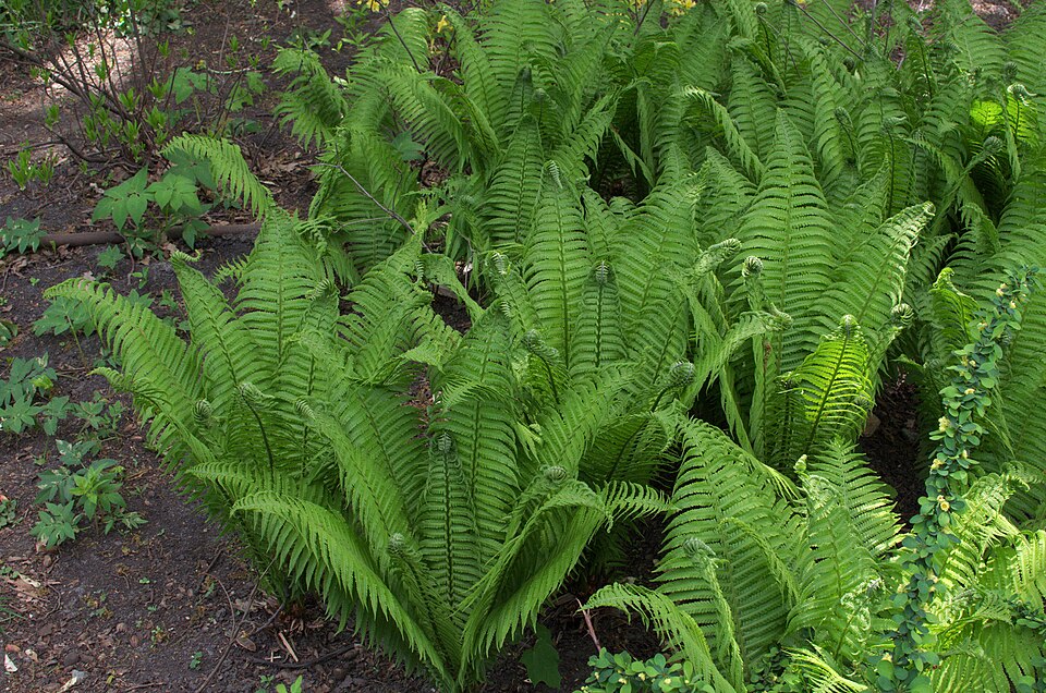 Matteuccia struthiopteris (Ostrich Fern) (alternate view 8)