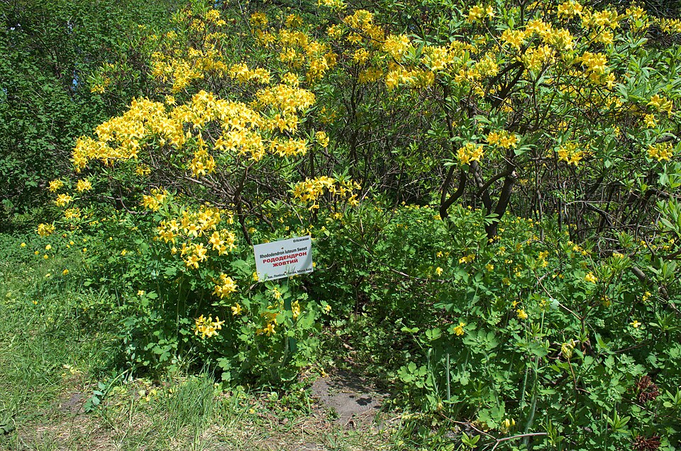 Rhododendron luteum (Yellow Azalea)