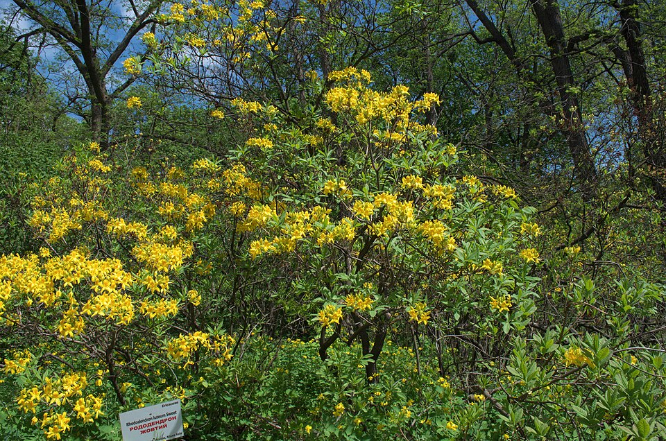Rhododendron luteum (Yellow Azalea)