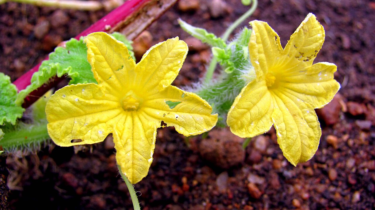 Cucumis sativus, Cucumber — climbing deciduous (Cucurbitaceae) (image 8 of 9)