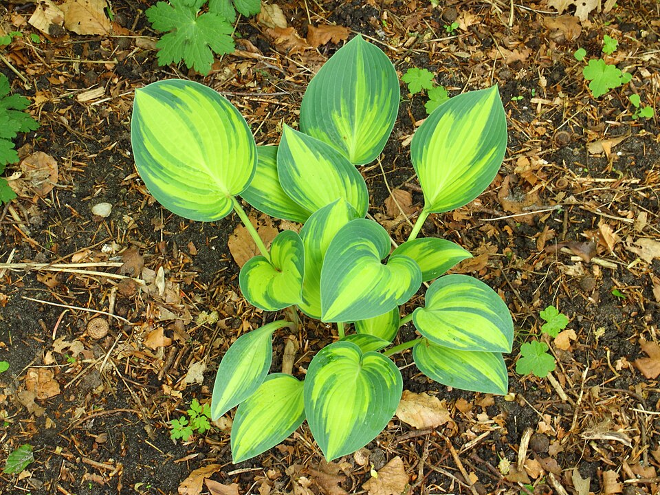 Hosta 'June' (June Hosta)