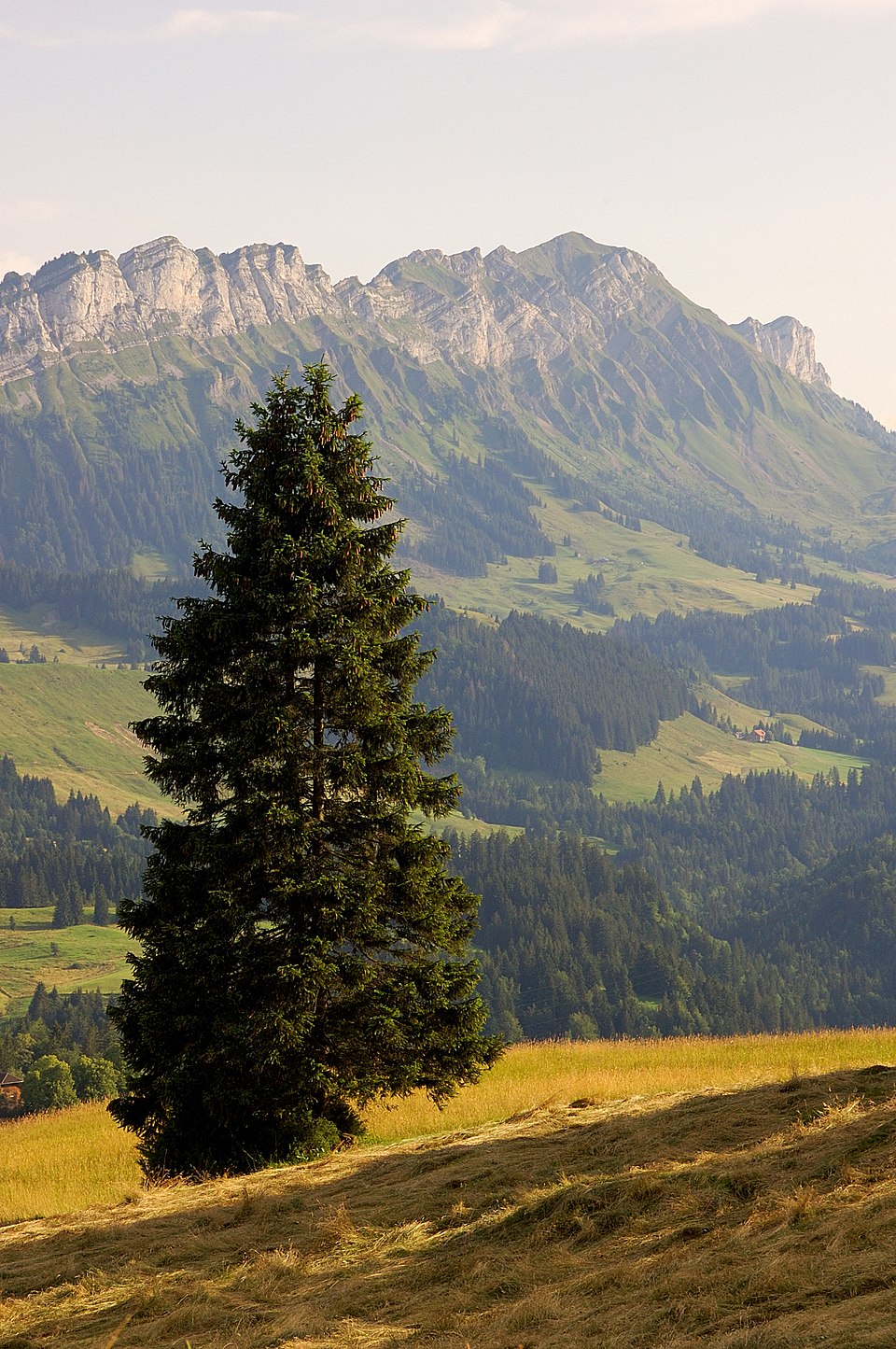 Picea abies (Norway Spruce) (alternate view 4)