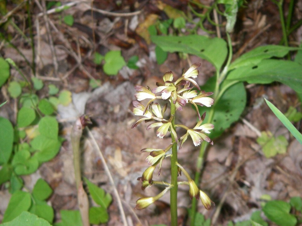Aplectrum hyemale (putty root) (alternate view 10)
