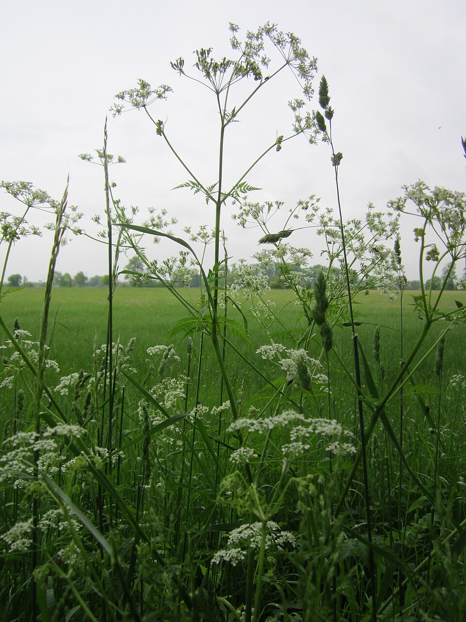 Anthriscus sylvestris (wild chervil)