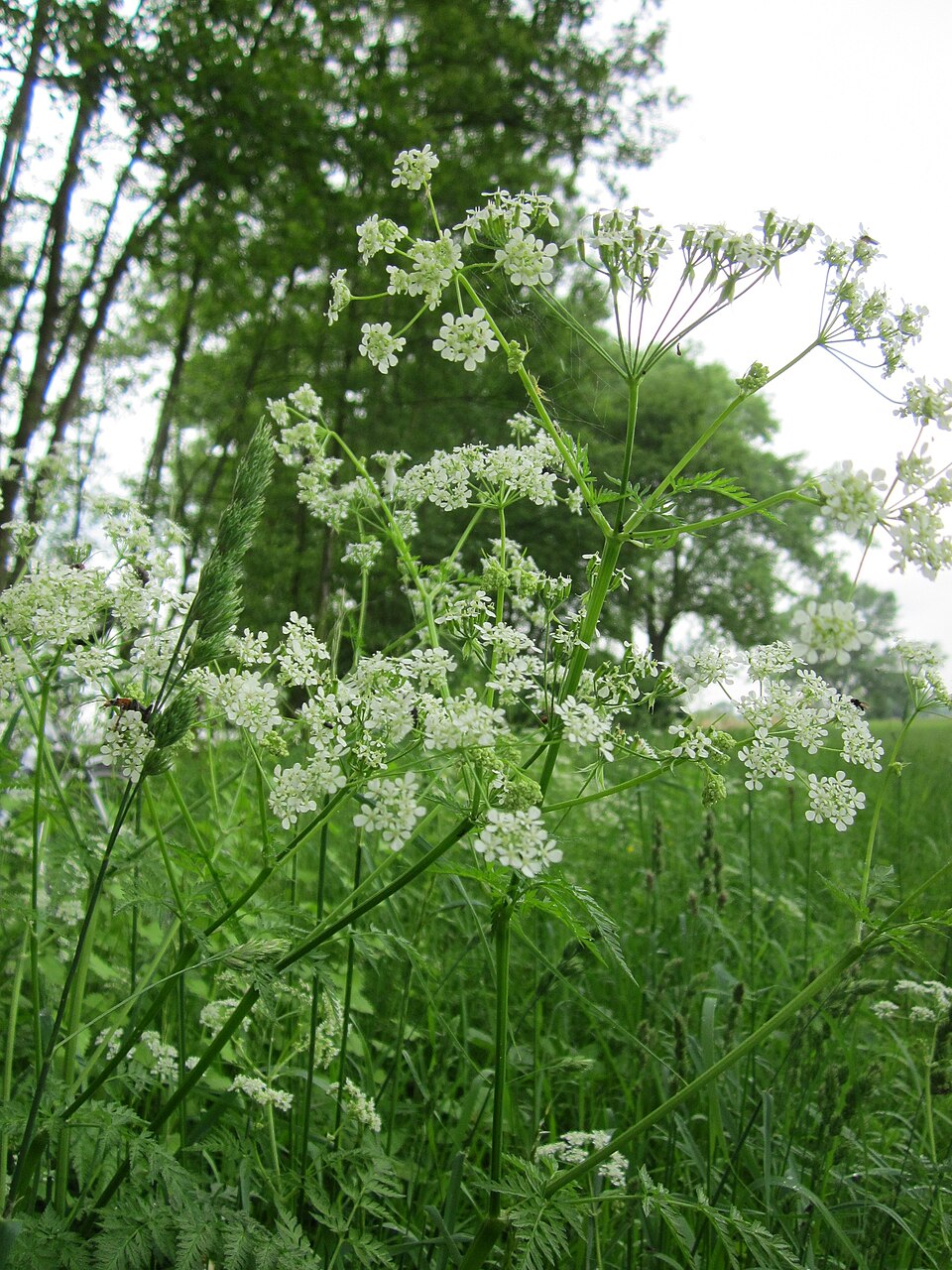 Anthriscus sylvestris (wild chervil)