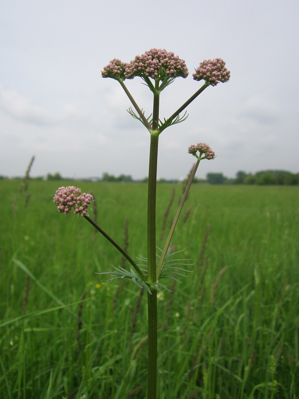 Valeriana officinalis (common valerian)