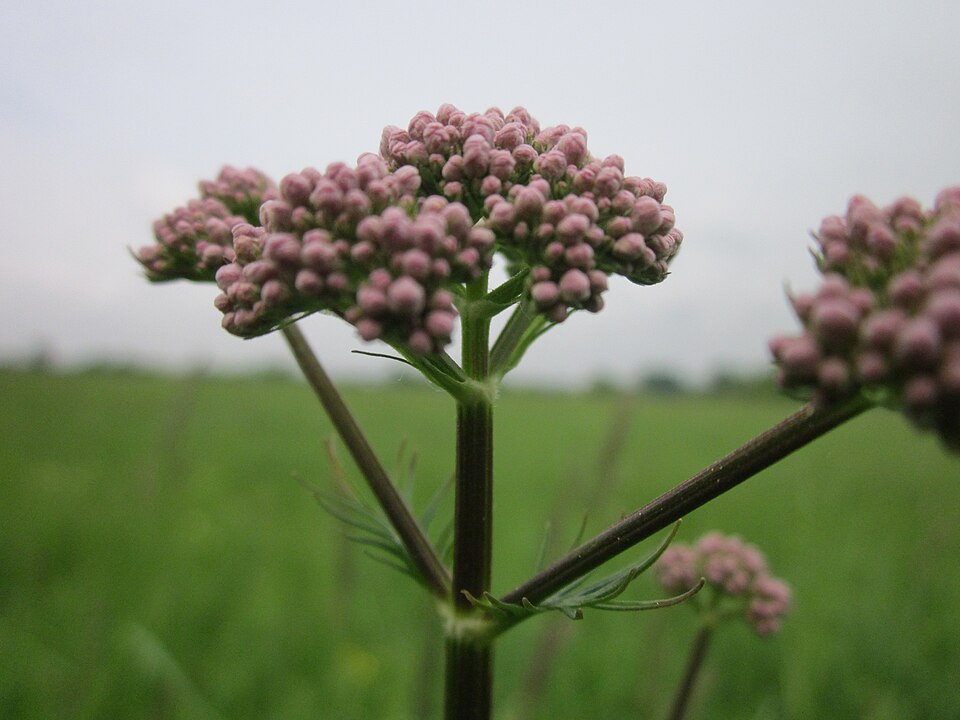 Valeriana officinalis (common valerian)