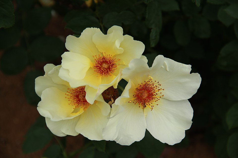 Rosa 'Golden Wings' (Golden Wings Rose) (alternate view 3)