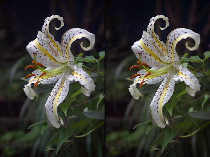 Lilium auratum, Golden-rayed lily — upright deciduous (Liliaceae) (image 9 of 10)