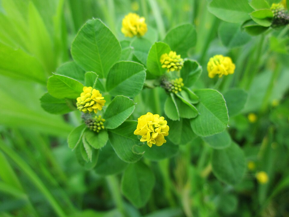 Medicago lupulina (black medic) (alternate view 9)