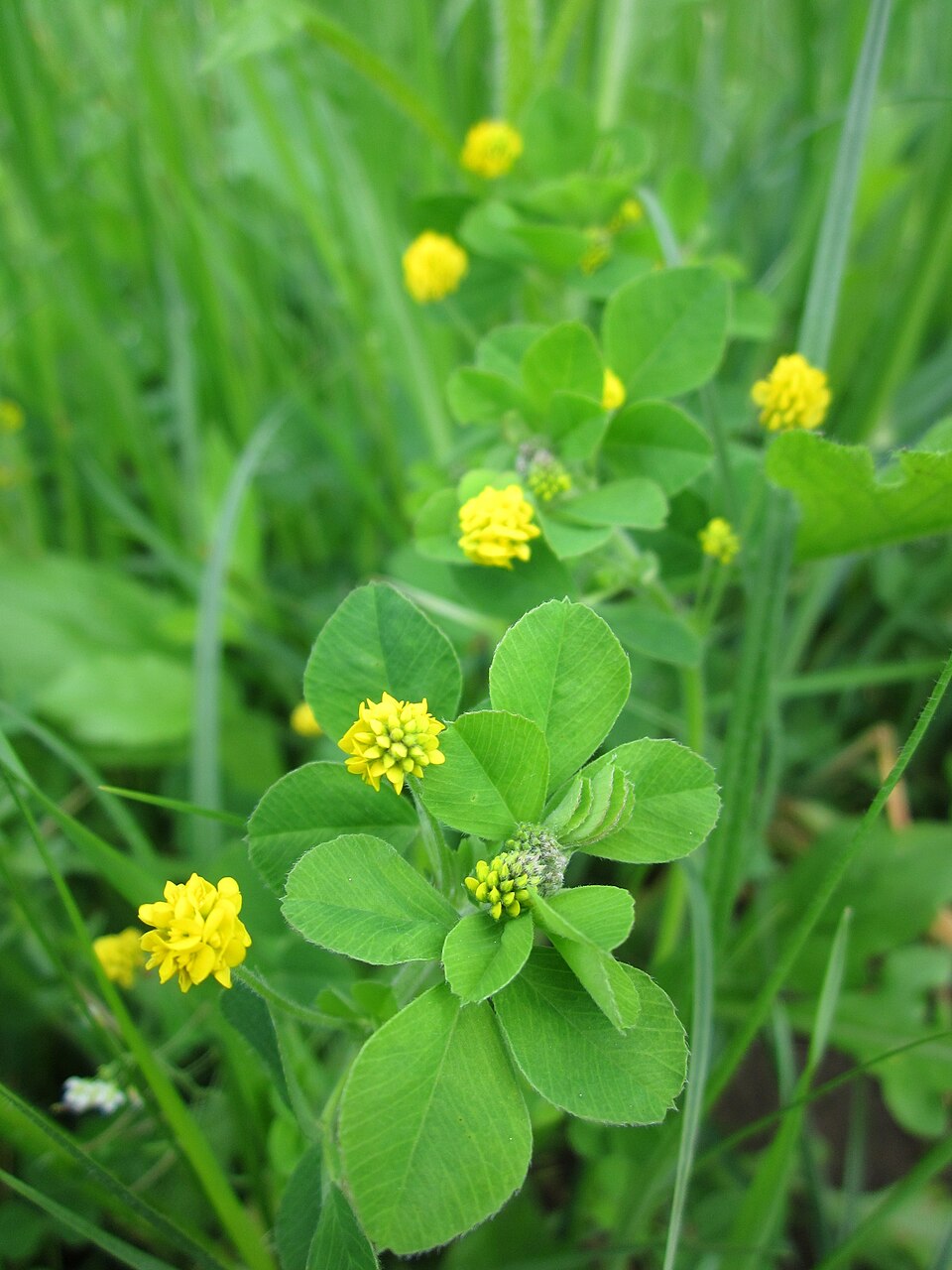 Medicago lupulina (black medic) (alternate view 10)