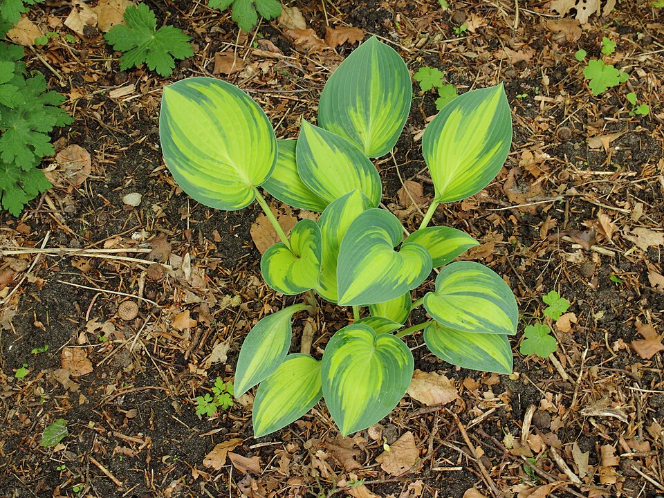 Hosta 'June' (June Hosta) (alternate view 2)