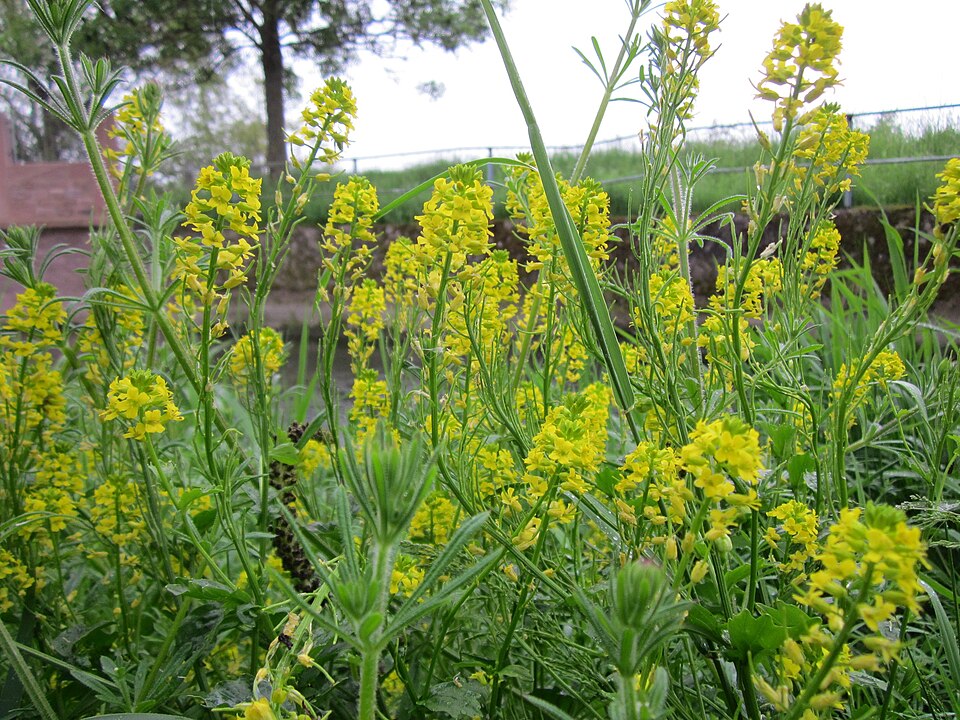 Barbarea vulgaris (bitter wintercress)