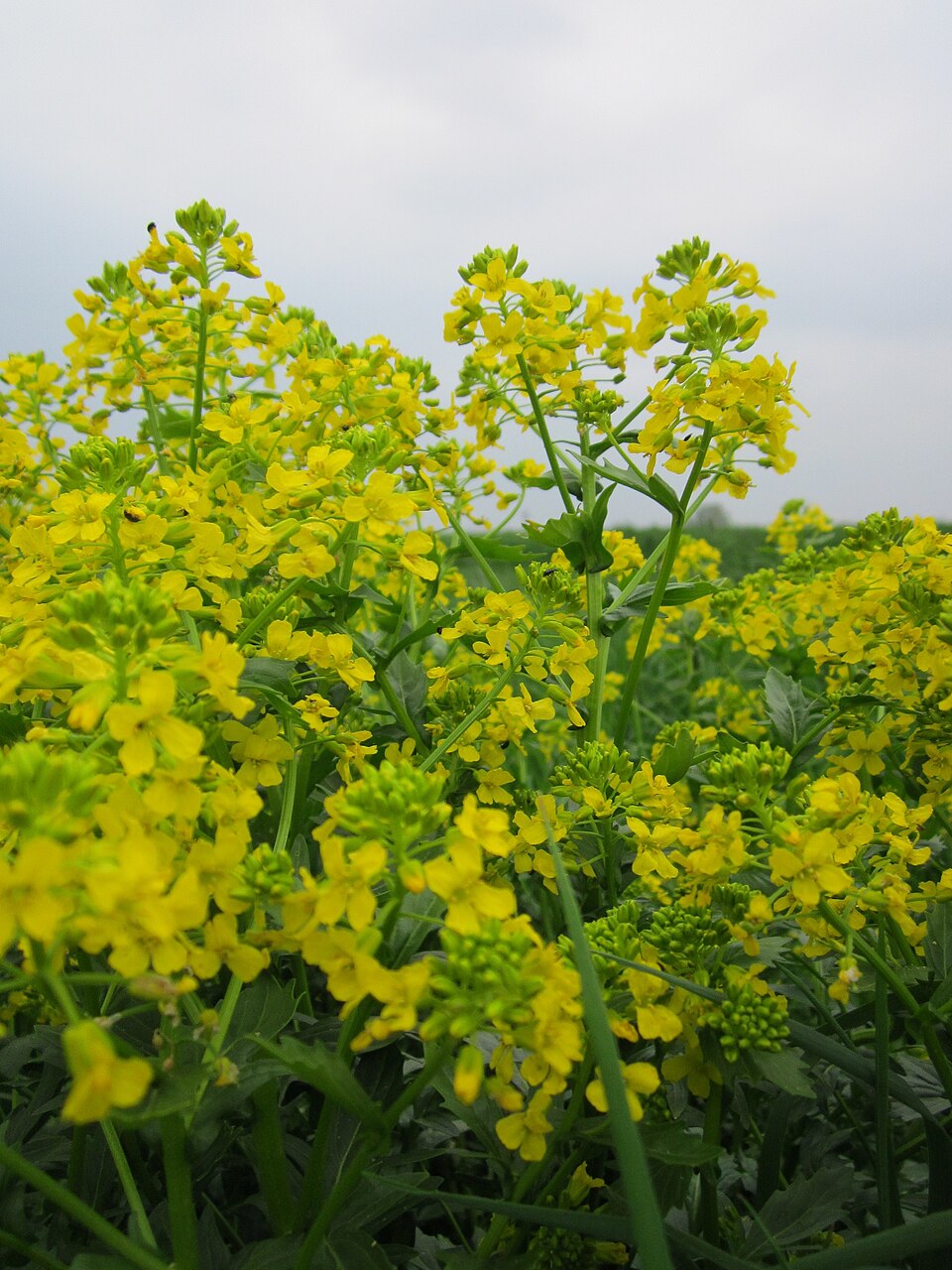Barbarea vulgaris (bitter wintercress)