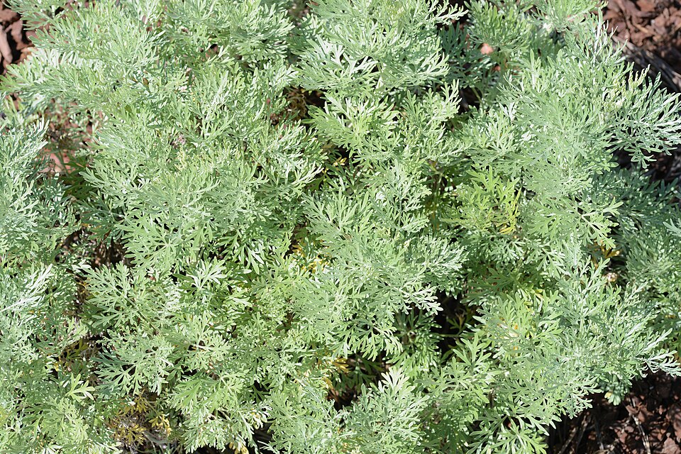 Artemisia pontica (Roman Wormwood) (alternate view 6)
