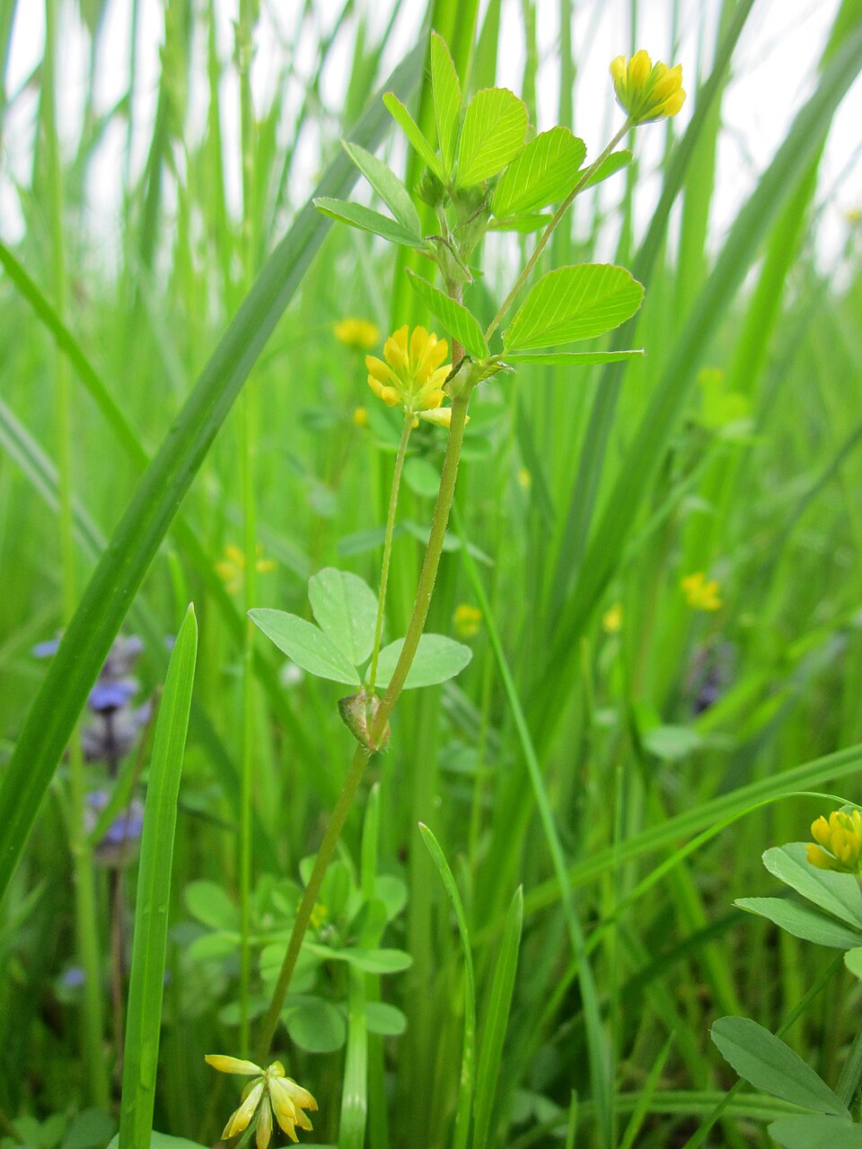 Trifolium dubium (Lesser hop trefoil)