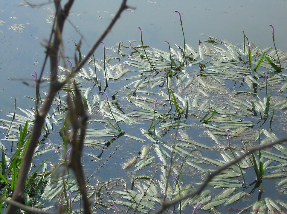 Aponogeton natans (floating water hawthorn) (alternate view 9)