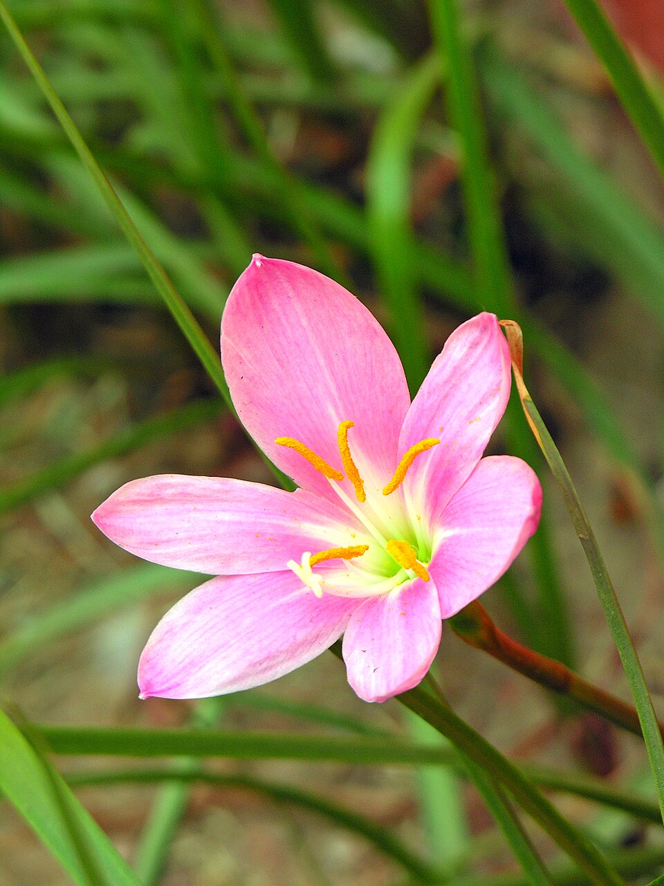 Zephyranthes (Rain lilies) (alternate view 3)