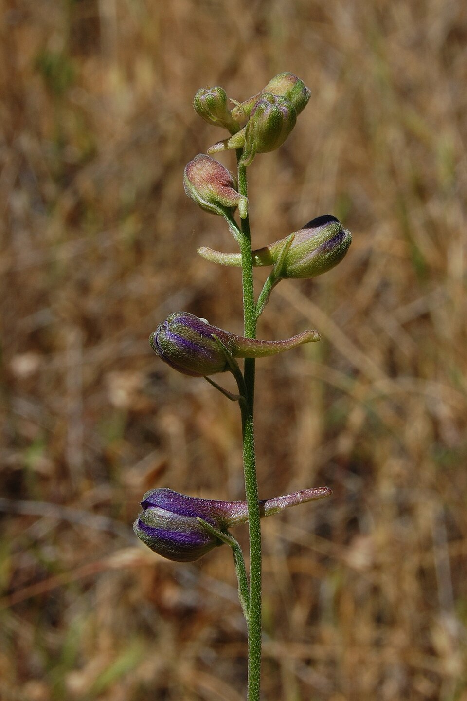 Delphinium patens (Zigzag Larkspur) (alternate view 2)