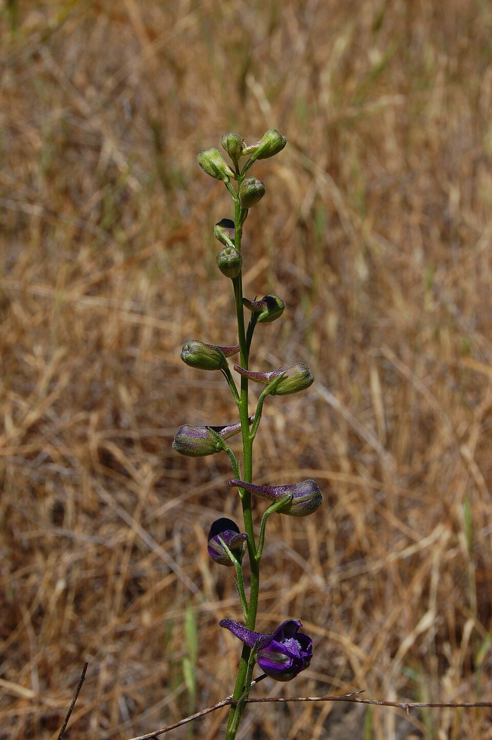 Delphinium patens (Zigzag Larkspur) (alternate view 3)