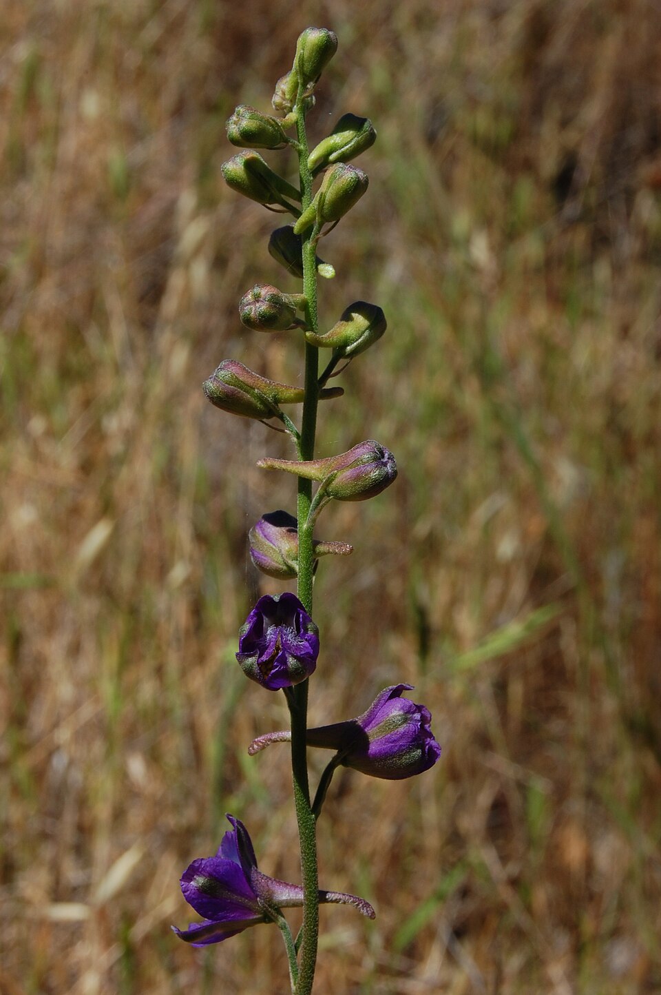 Delphinium patens (Zigzag Larkspur) (alternate view 4)