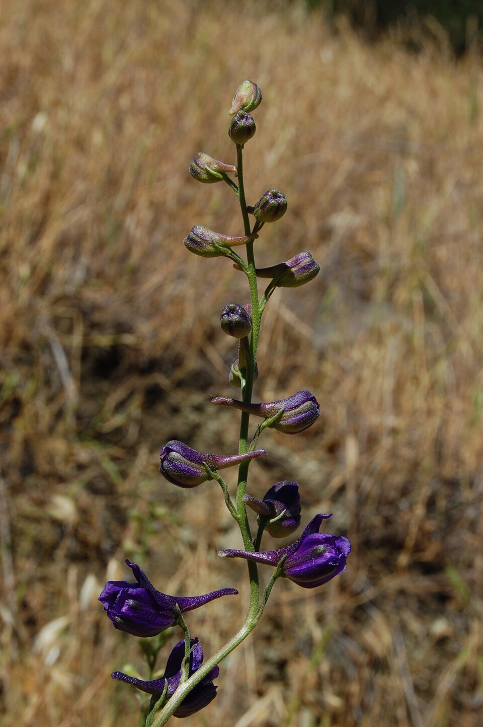 Delphinium patens (Zigzag Larkspur) (alternate view 5)