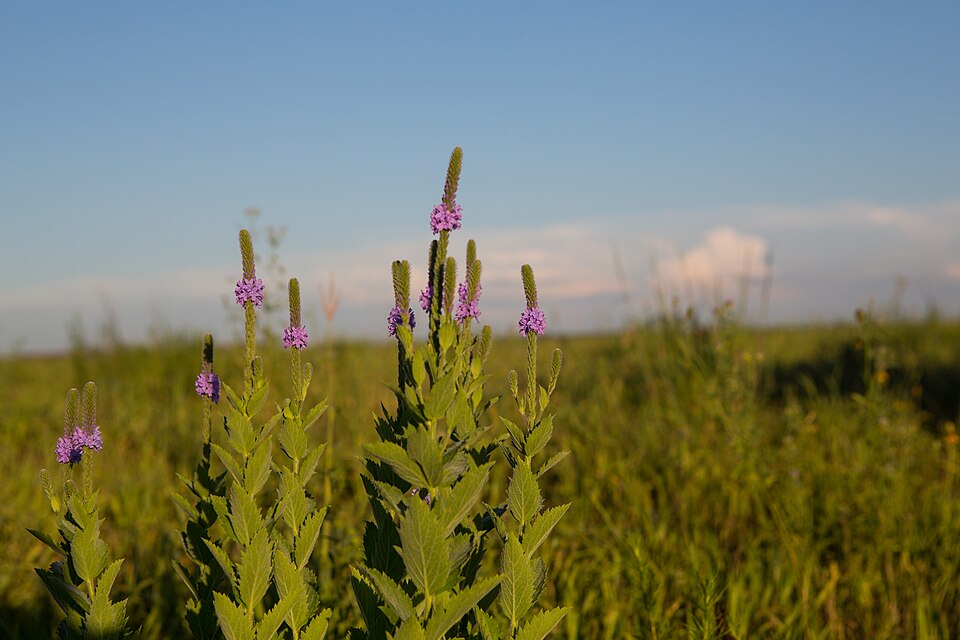 Verbena stricta (hoary vervain) (alternate view 9)