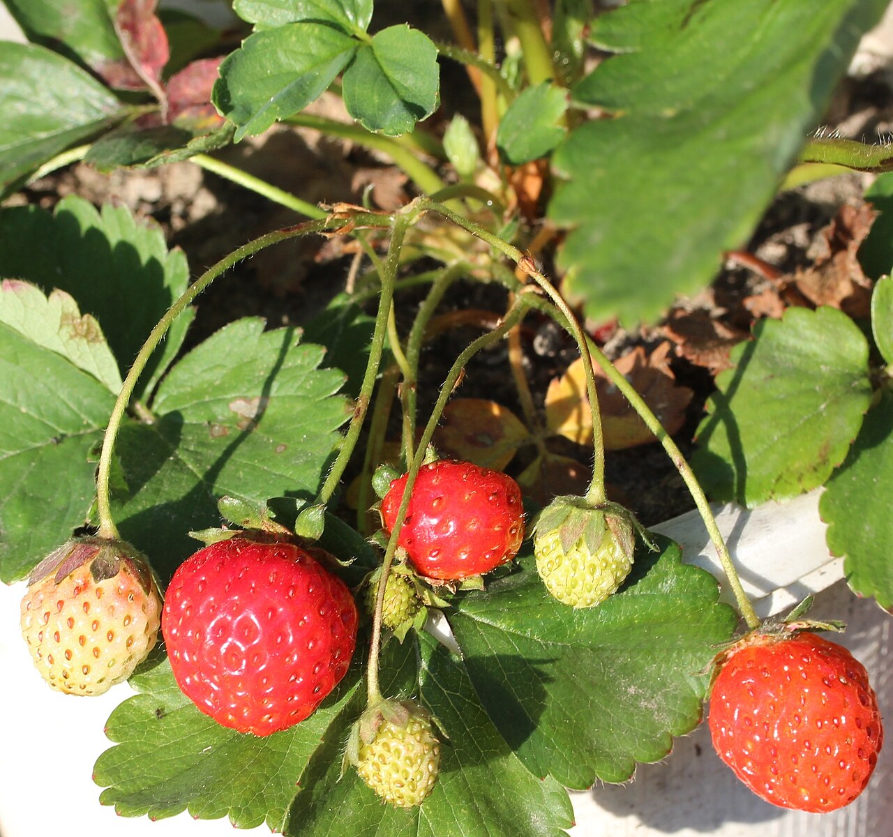 Fragaria ananassa, Garden strawberry — spreading semi-evergreen (Rosaceae) (image 7 of 9)