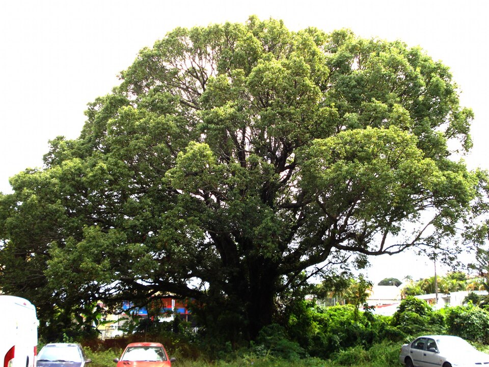Camphora officinarum (Camphor)