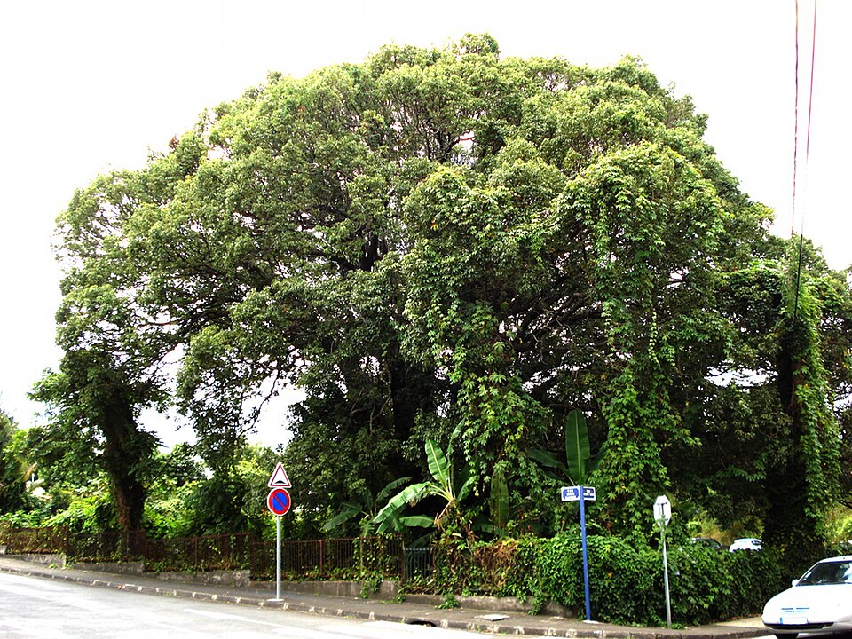 Camphora officinarum (Camphor)