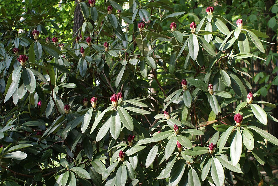Rhododendron 'Nova Zembla' (Nova Zembla Rhododendron) (alternate view 2)