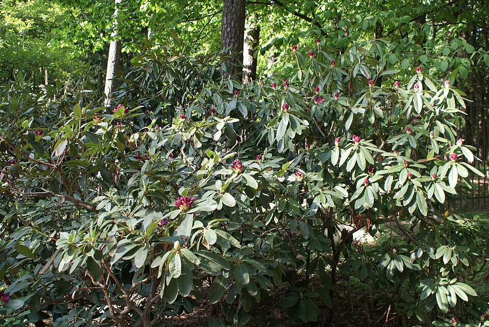 Rhododendron 'Nova Zembla' (Nova Zembla Rhododendron) (alternate view 3)