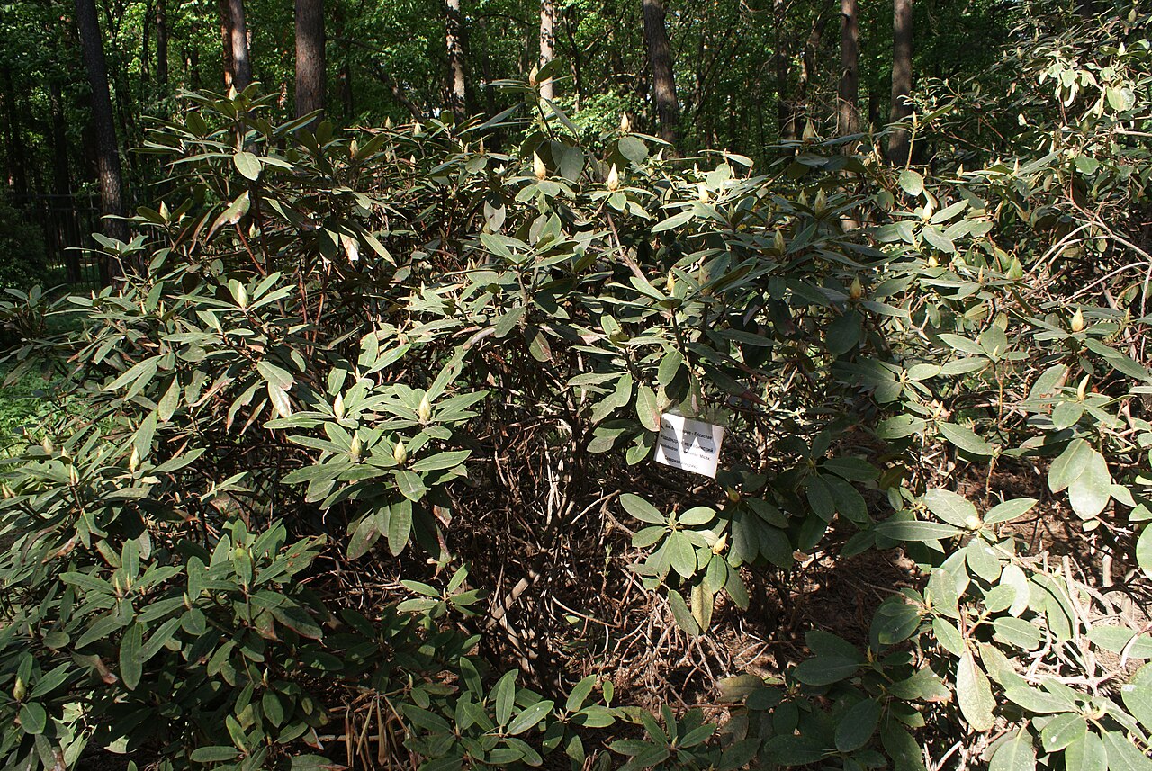 Rhododendron catawbiense, Catawba rhododendron — mounding evergreen (Ericaceae) (image 3 of 10)