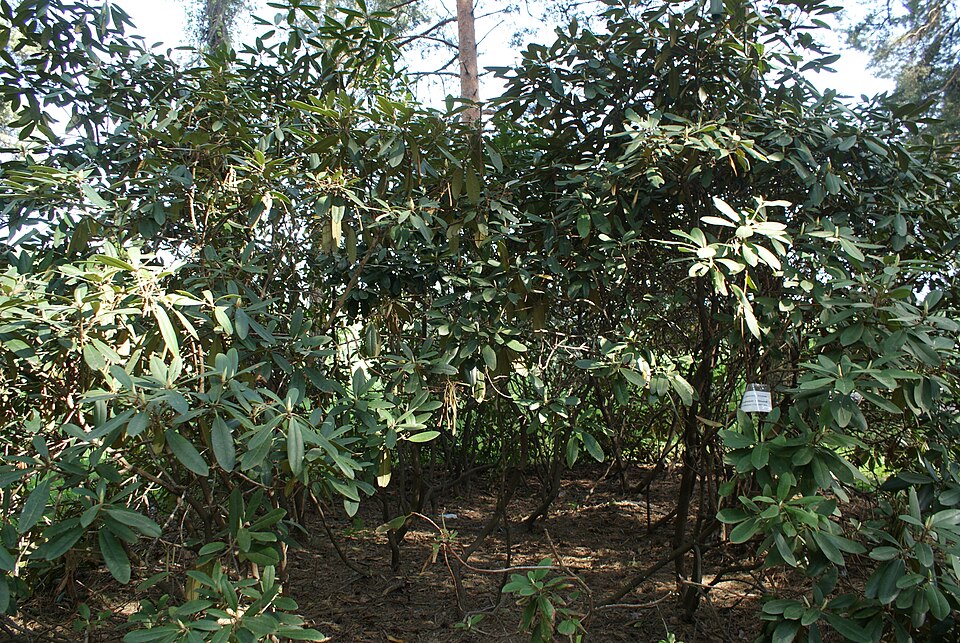 Rhododendron × hybridum (garden rhododendron)