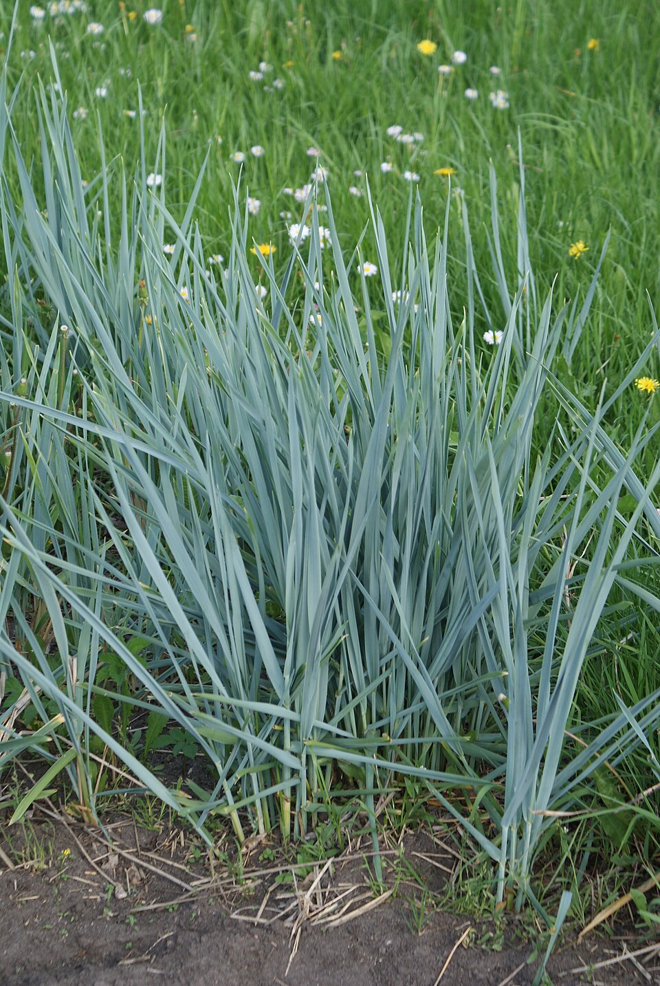 Elymus magellanicus (Magellan Wheatgrass) (alternate view 7)